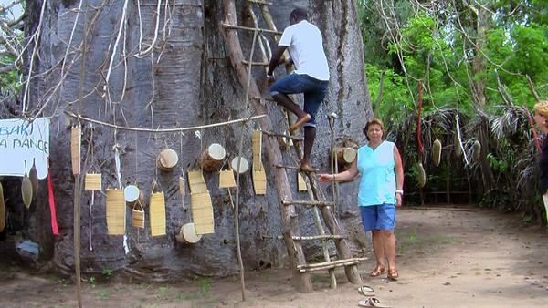 Mambrui: Il vecchio baobab