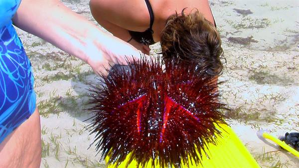 Watamu: riccio gigante