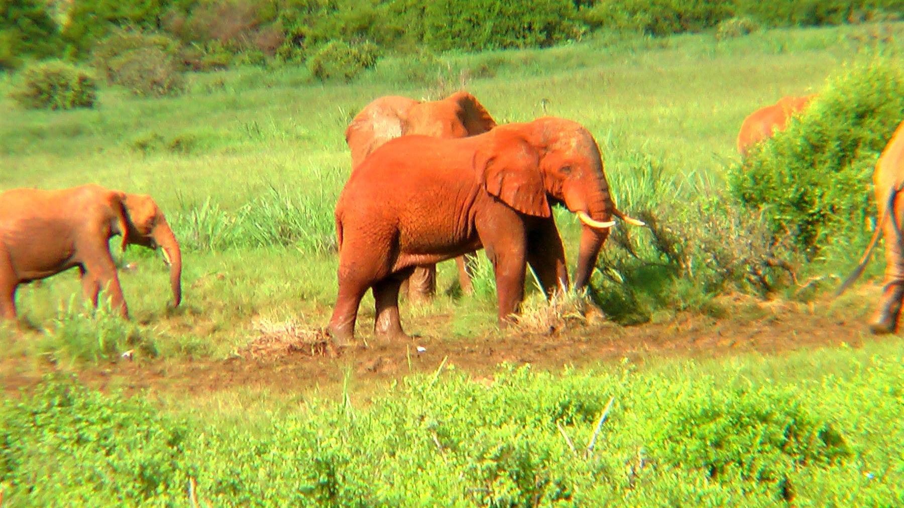 Tsavo East: Elefanti