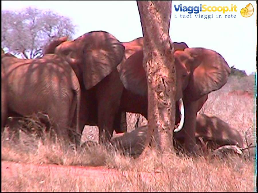 Tsavo East: elefanti in veglia di morte