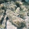 acquarionaturale REPUBBLICA DOMINICANA 