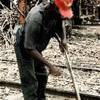 tagliatore di canna da zucchero REPUBBLICA DOMINICANA 