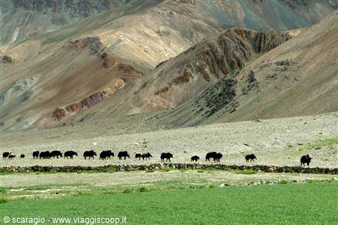 Carovana di yak