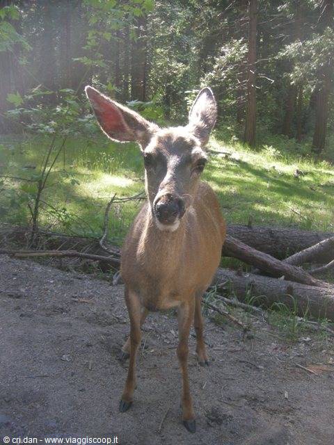 Yosemite