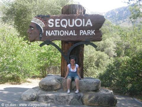 Sequoia