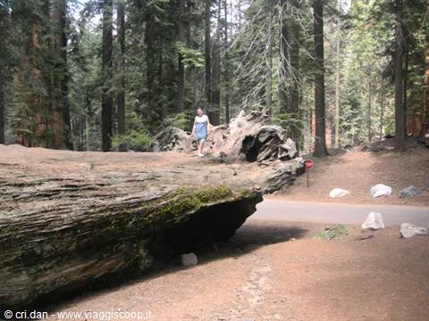 Sequoia