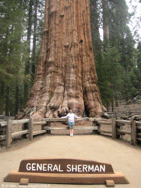 Sequoia
