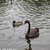 Kensington Gardens REGNO UNITO 