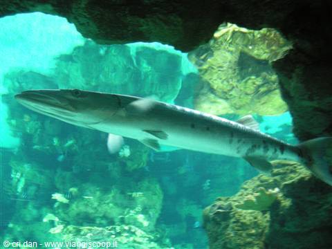 Barracuda