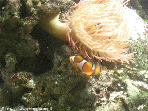 NEMO!!!