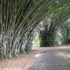 Kendy - giardini botanici reali SRI LANKA 
