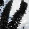 Kendy - giardini botanici reali SRI LANKA 
