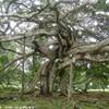 Kendy - giardini botanici reali SRI LANKA 