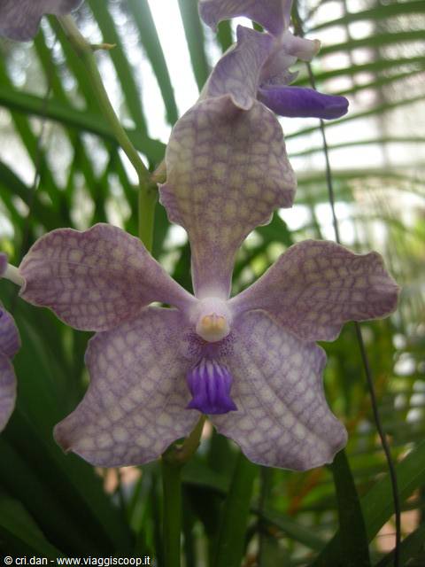 Kendy - giardini botanici reali