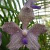 Kendy - giardini botanici reali SRI LANKA 