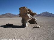 Arbol de piedra