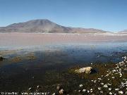 Laguna Colorada
