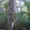 The Big Tree SUD AFRICA 