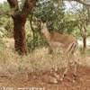 Il nostro primo impala SUD AFRICA 