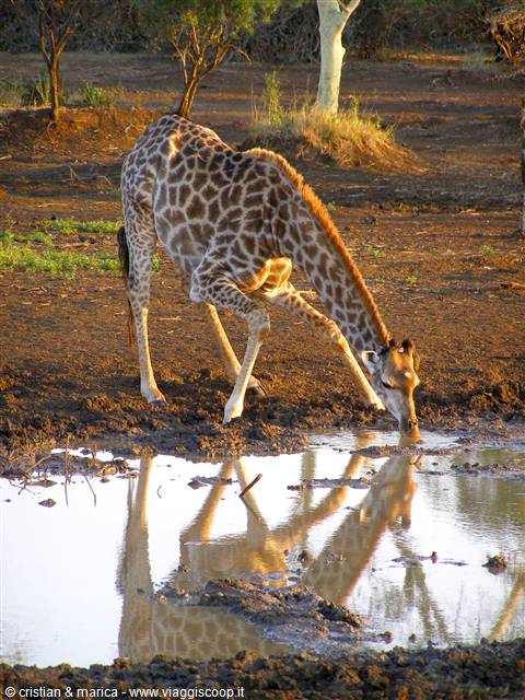Giraffa