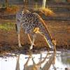 Giraffa SUD AFRICA 
