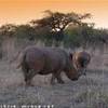 Due rinoceronti SUD AFRICA 
