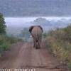 L'elefante SUD AFRICA 