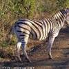 La zebra SUD AFRICA 
