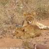 Un branco di leoni SUD AFRICA 