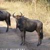 Alcuni gnu SUD AFRICA 