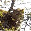 Il leopardo SUD AFRICA 