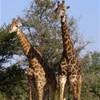 Una coppia di giraffe SUD AFRICA 