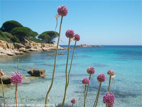 palombaggia sud