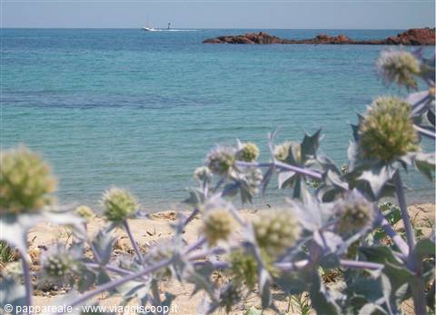 cardi sulla spiaggia di San Ciprian