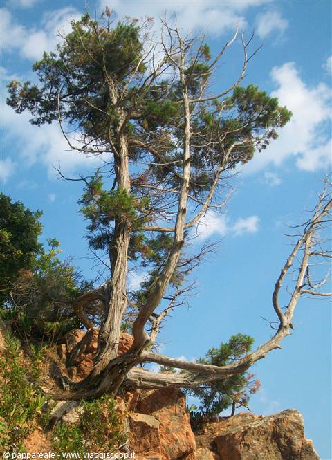 Pino sulla scogliera di San Benesettu