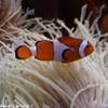 Nemo NUOVA ZELANDA 