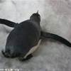 Pinguini antartici NUOVA ZELANDA 