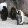 Pinguino che dorme NUOVA ZELANDA 