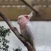 Pink Coackatoo NUOVA ZELANDA 