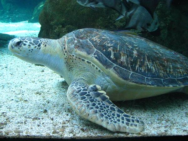 Acquario