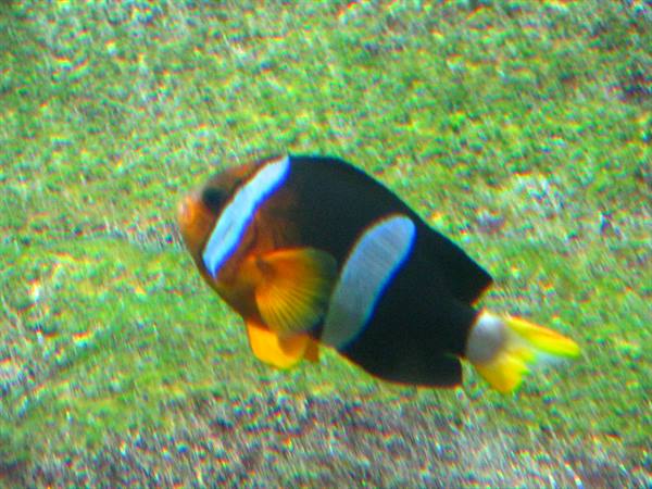 Acquario