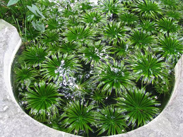 Orto Botanico