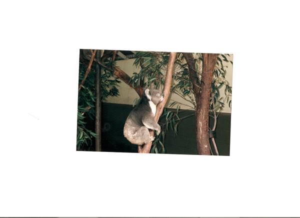 Koala