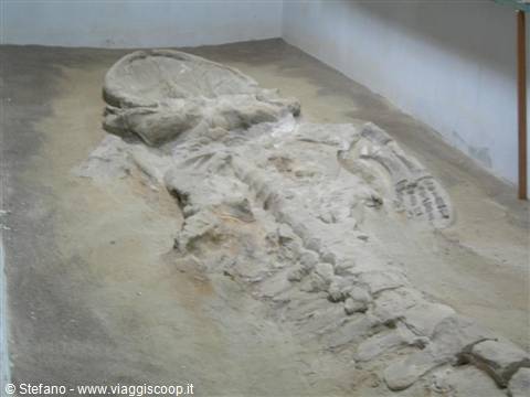 0325 Sacaco Museo balena fossile