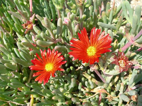 Fiori di Garibaldi!!!
