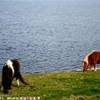 Pony delle Shetland REGNO UNITO 