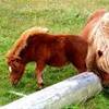 Pony delle Shetland REGNO UNITO 