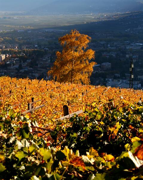 Merano (BZ) - Alto Adige