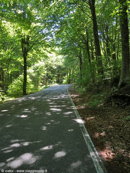 Amiata: galleria verde