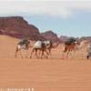 Tuareg in cammino LIBYAN ARAB JAMAHIRIYA 